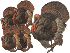 Turkey Hot Pad & Coasters