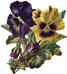 Pansies Hotpad