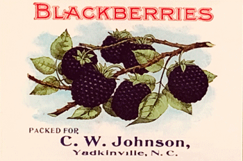 Blackberries