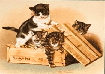 Kittens in Box
