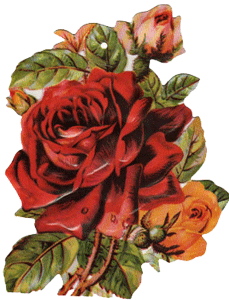 Red Rose Tag